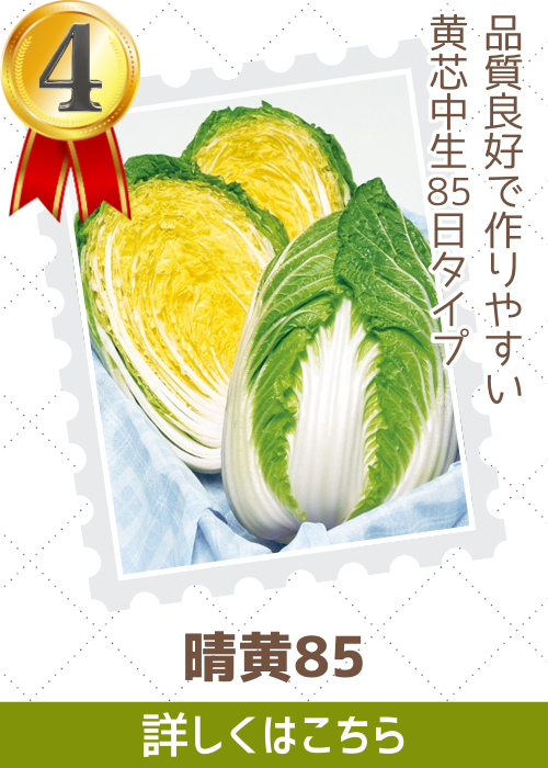 晴黄８５白菜