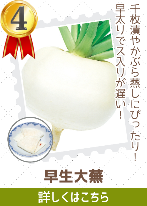 早生大蕪