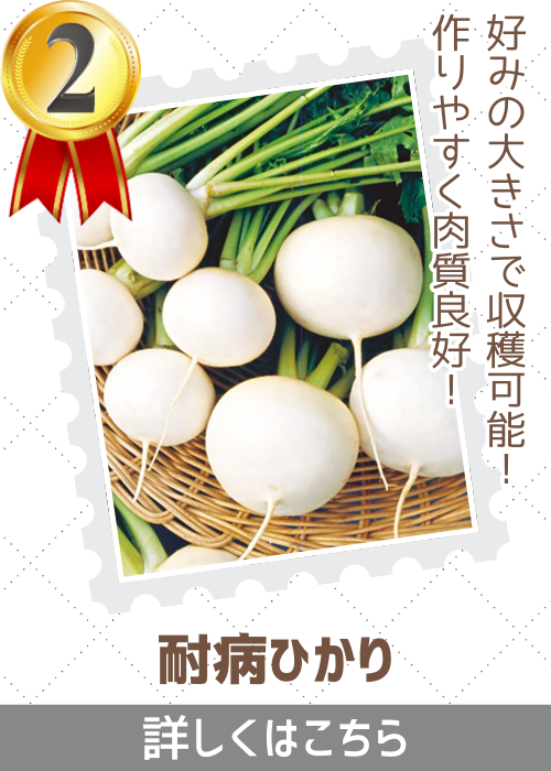 耐病ひかり蕪