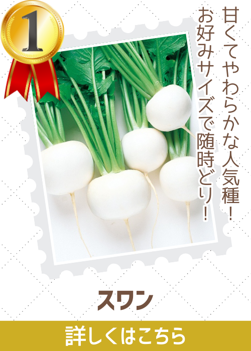 スワン蕪