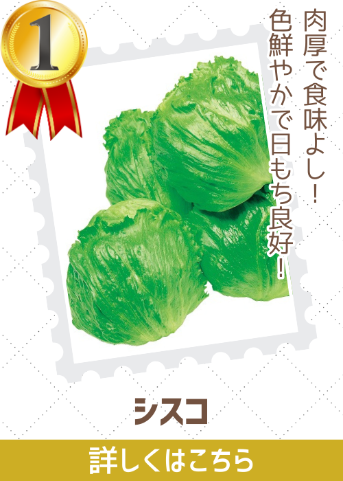 シスコ