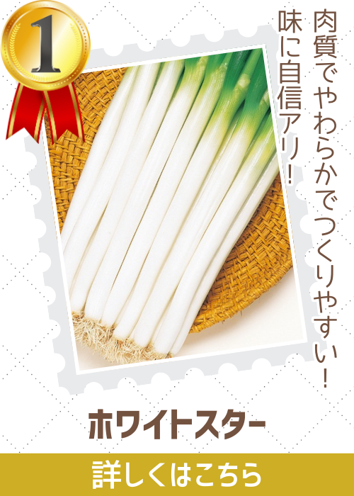 ホワイトスター葱