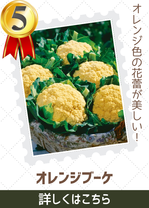 オレンジブーケ花椰菜