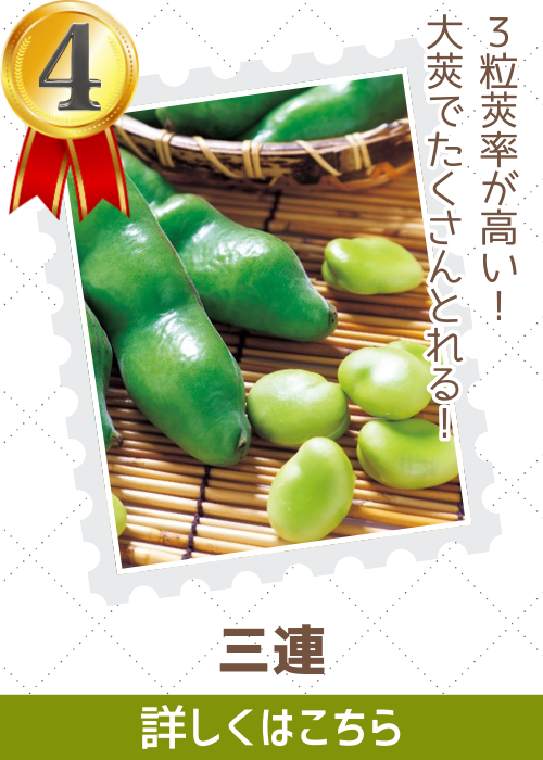 三連蚕豆