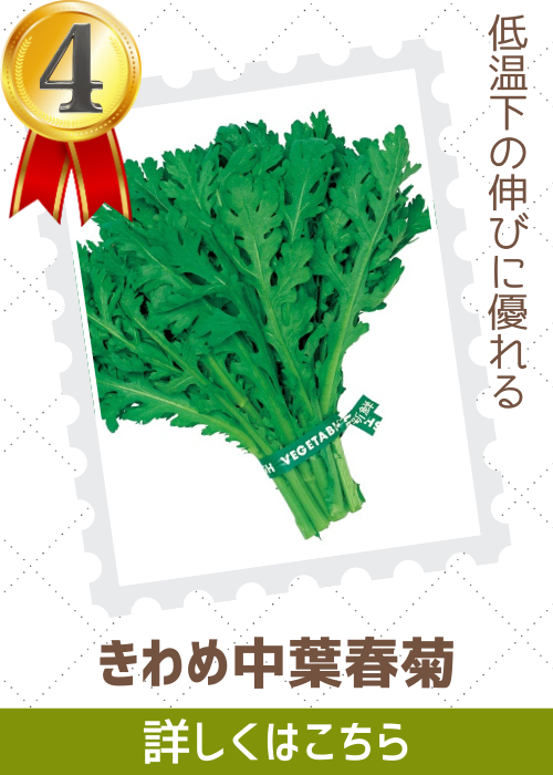 きわめ中葉春菊