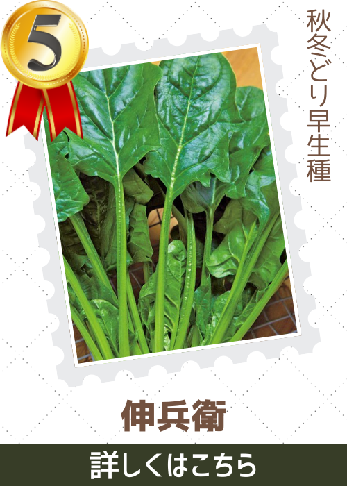 伸兵衛法蓮草