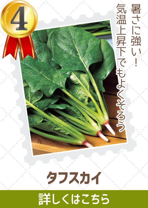 タフスカイ法蓮草