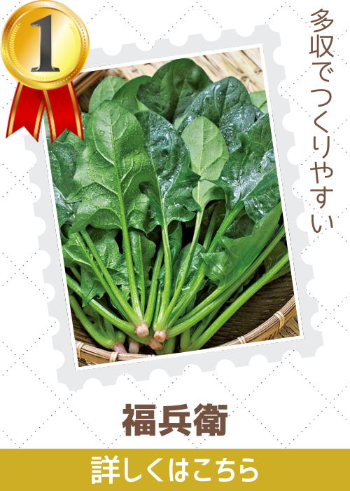 福兵衛法蓮草