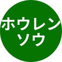 ホウレンソウ