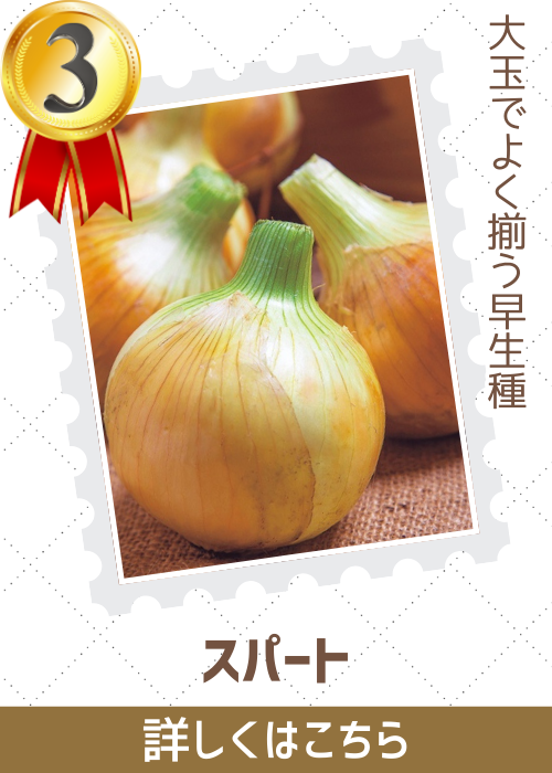 スパート玉葱