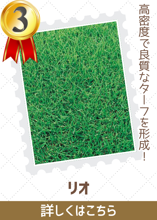 リオ