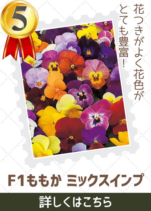 ももかミックスインプ