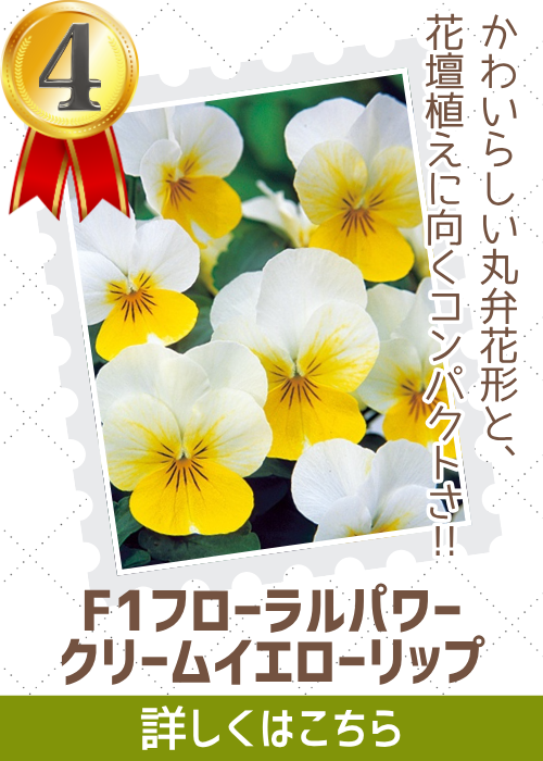 クリームイエローリップ