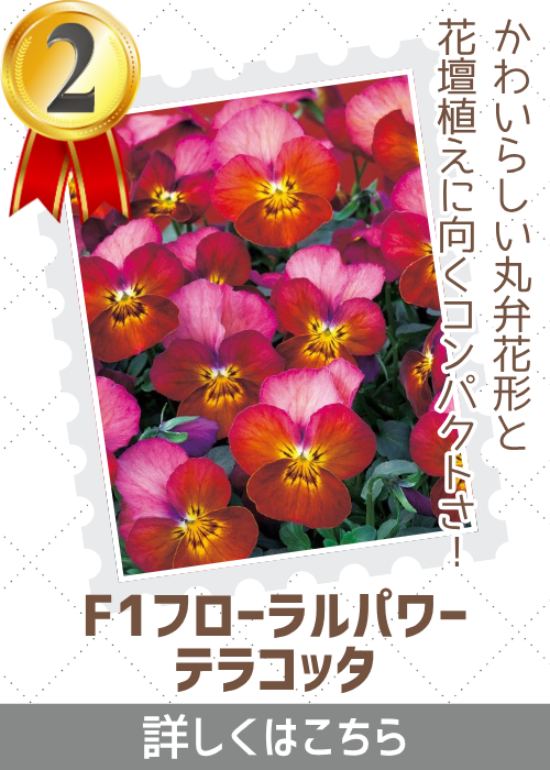バレリーナ