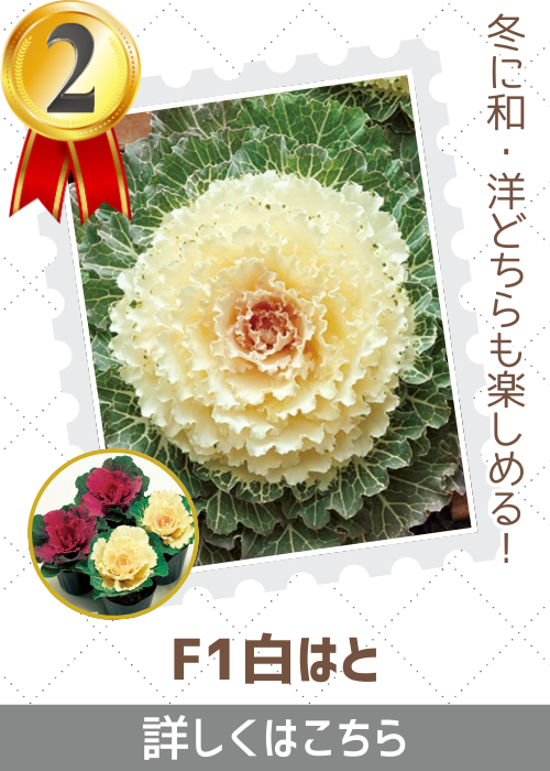 白はと