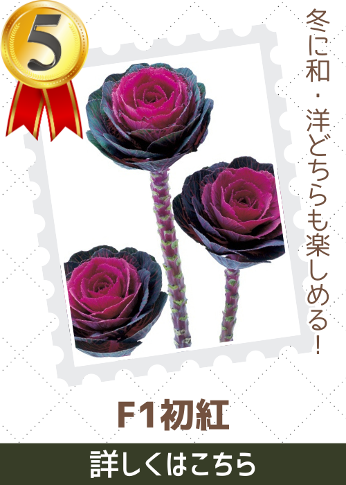 初紅