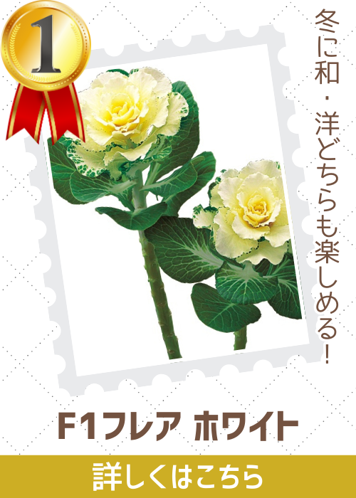 フレアホワイト
