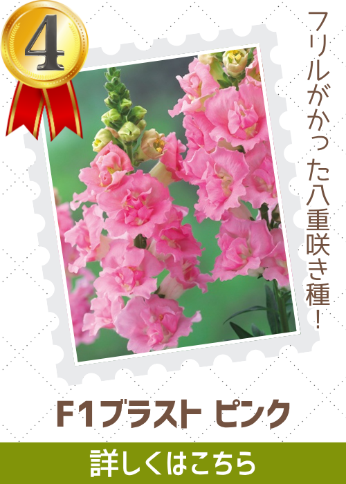 ブラストピンク