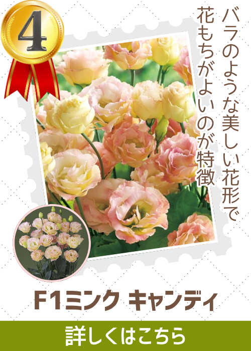 ミンクキャンディ