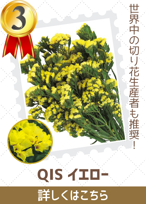 ＱＩＳイエロー