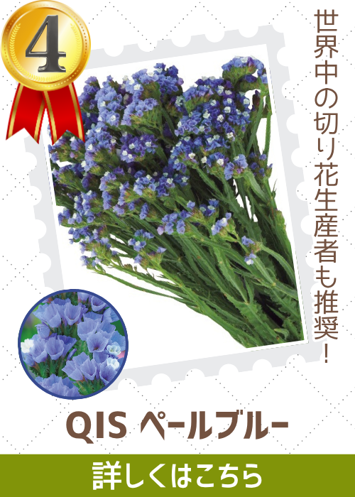 ＱＩＳペールブルー