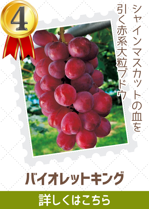 バイオレットキング