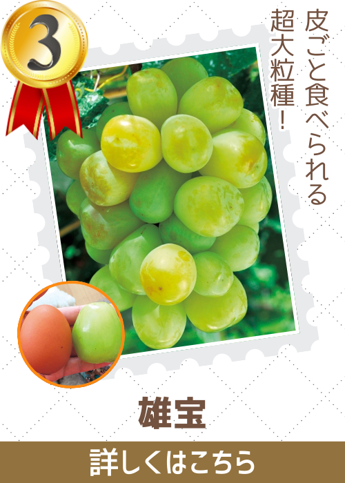 雄宝