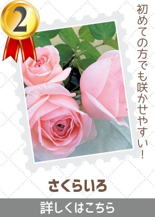 さくらいろ