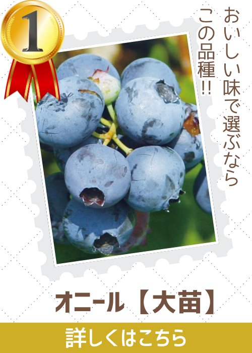 オニール大苗
