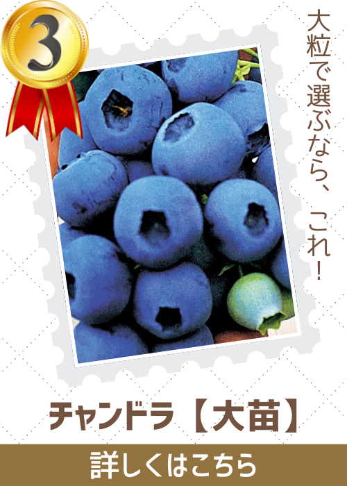 チャンドラ大苗