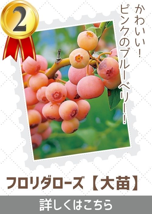 フロリダローズ大苗