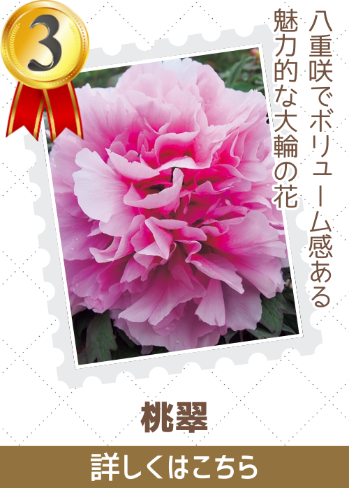 桃翠
