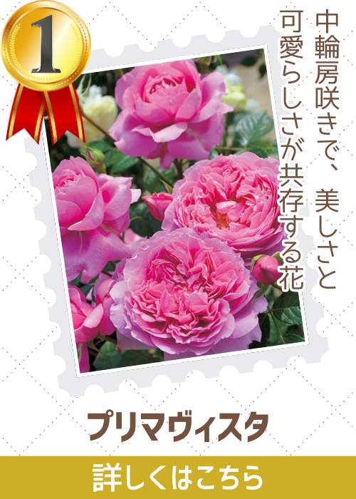 プリマヴィスタ