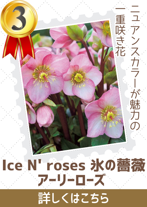 氷の薔薇アーリーローズ