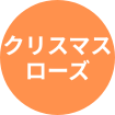 クリスマスローズ