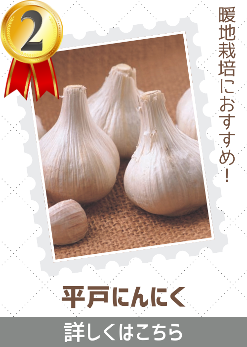 平戸にんにく
