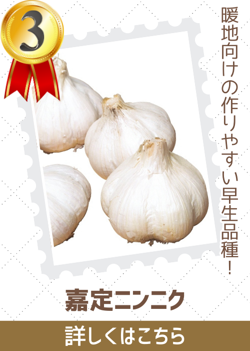 嘉定ニンニク