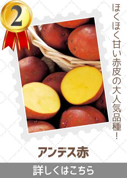 アンデス赤