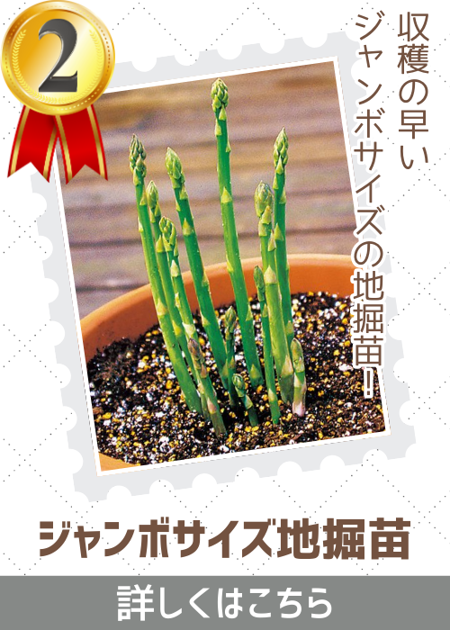 緑アスパラガス