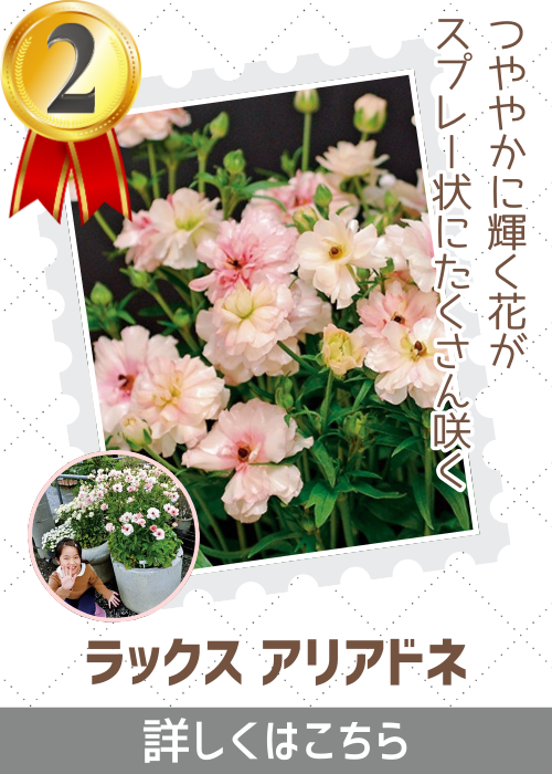 アリアドネ