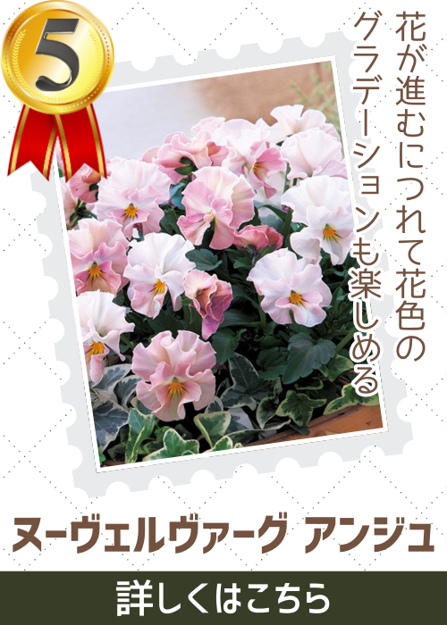 アンジュ