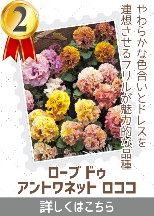 アントワネットロココ