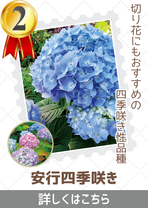 安行四季咲