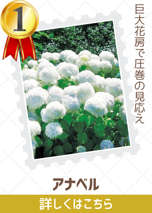 アナベル