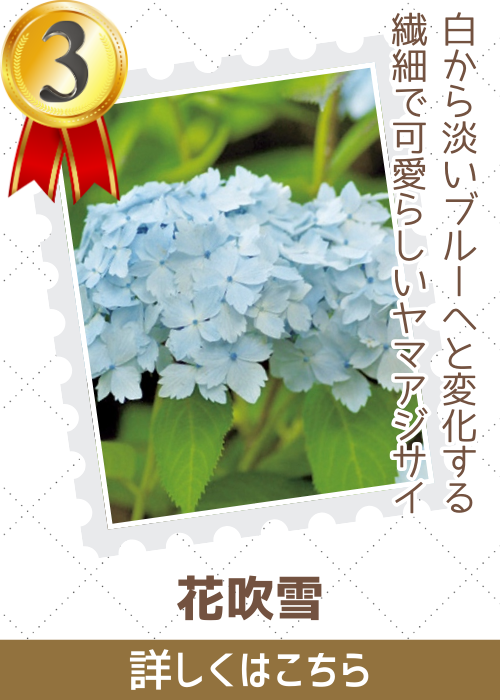 花吹雪
