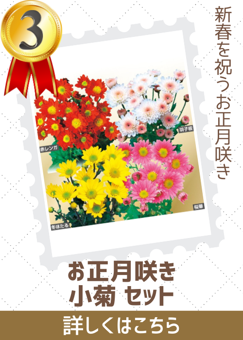 お正月咲き小菊セット　