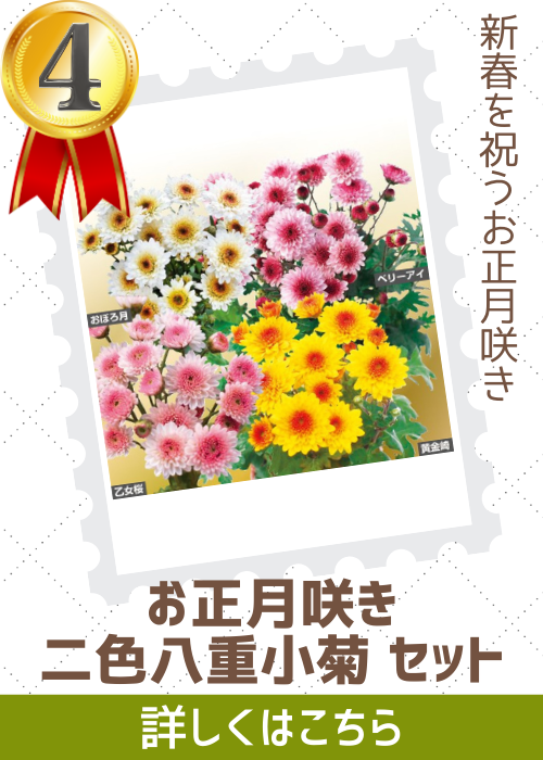 お正月咲き二色八重小菊セット