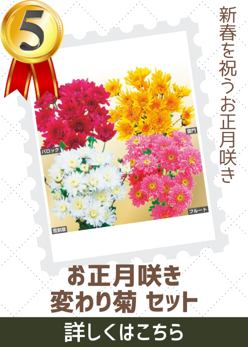 お正月咲き変わり菊セット　