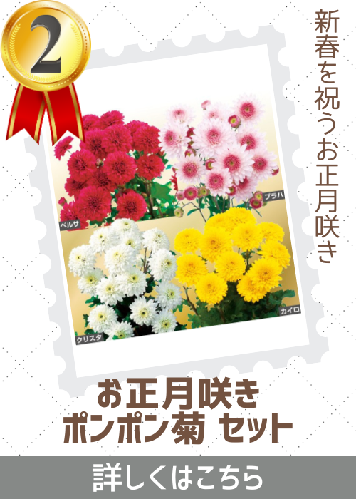 お正月咲きポンポン菊セット