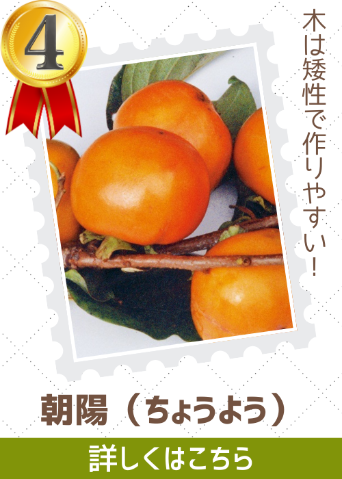 朝陽